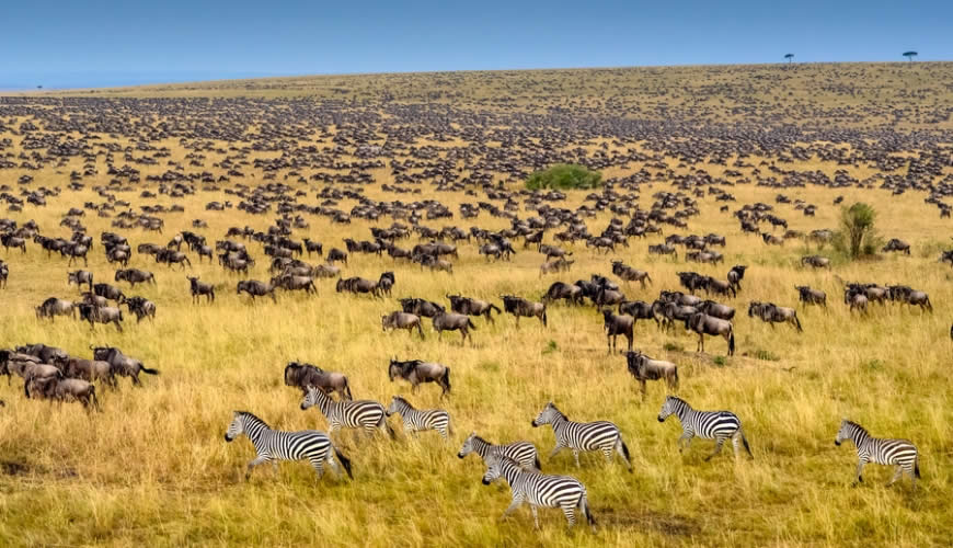 Maasai Mara
